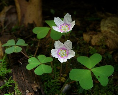 Oxalis montana