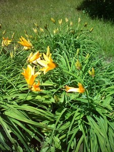 Amur daylily