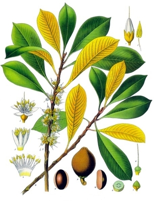 Palaquium gutta