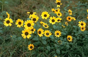 Prairie Sunflower