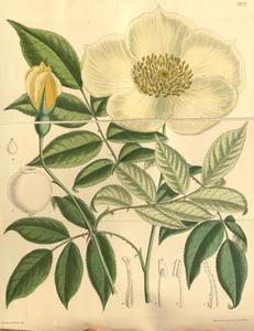 Manipur Wild-Tea Rose