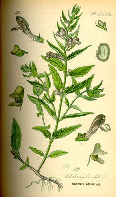 Scutellaria galericulata