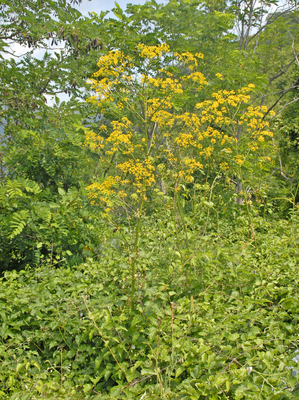 Opopanax chironium