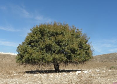 Pistacia terebinthus