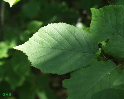 Corylus americana