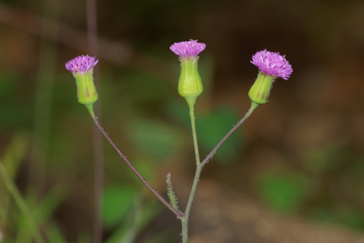 Emilia sonchifolia