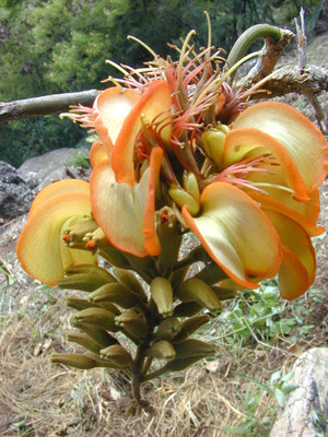 Erythrina sandwicensis