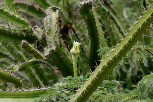 Pitahaya Barbed-wire cactus