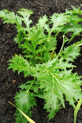 habit of a young mizuna plant