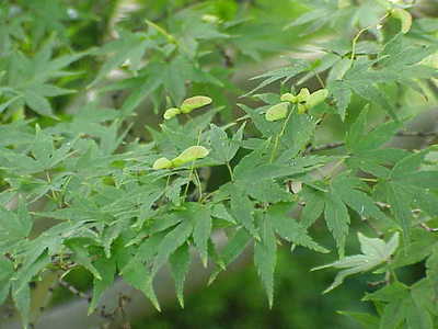 Acer palmatum