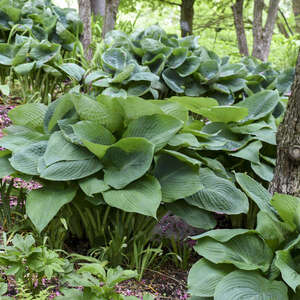 Hosta 'Big Daddy'