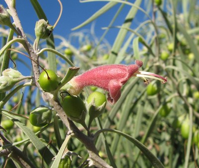 Eremophila longifolia