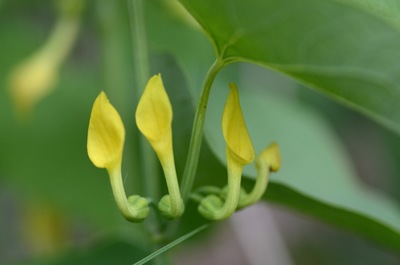 Aristolochia clematitis