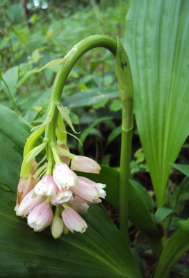 Geodorum densiflorum