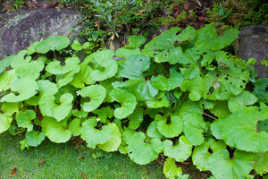 Sweet Coltsfoot