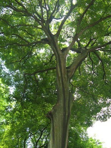 Chinese hackberry