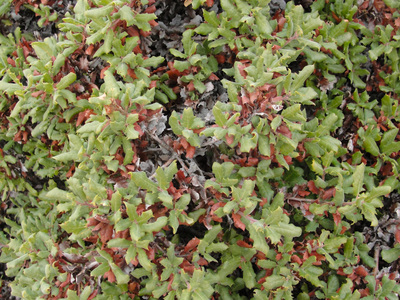 Quercus durata
