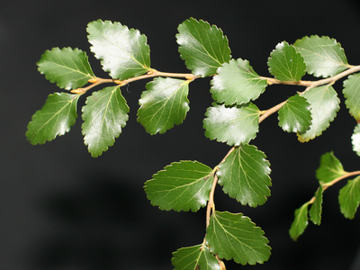 Nothofagus menziesii