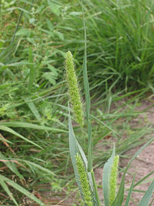 Green Bristle Grass