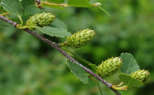 Scrub Birch