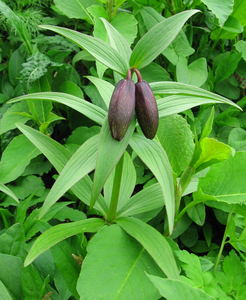 Kamchatka Lily