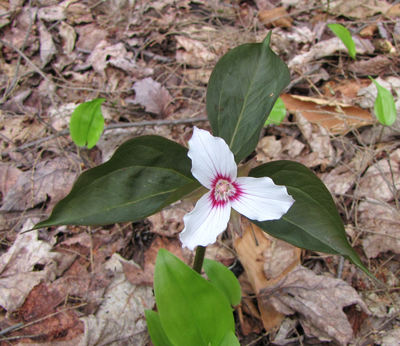 Trillium undulatum