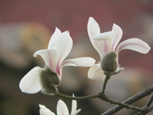 Lily Tree