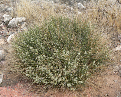 Lepidium fremontii