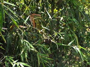 Spiny Bamboo Spiny bamboo