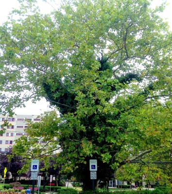 Platanus occidentalis