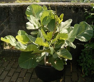 Dwarf Kaffirboom