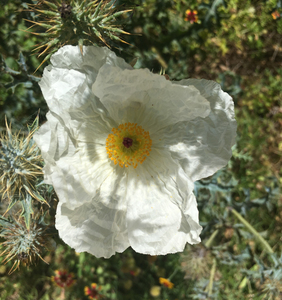 White Prickly Poppy