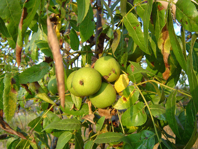 Juglans californica