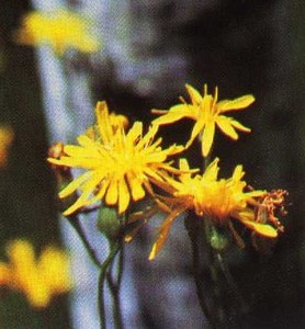 Fiddleleaf hawksbeard