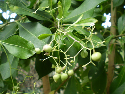 Duboisia myoporoides