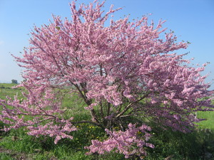 Judas Tree