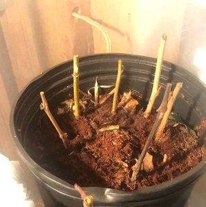 Stakes were stuck into moist forest soil mixed with decaying wood shavings, and stored in a garage for almost 2 months before bringing inside. Stored in clear tote with bottom heat.