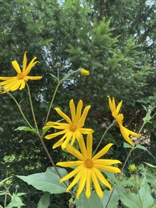 Jerusalem artichoke