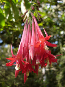 Bolivian fuchsia