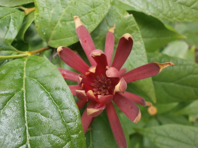 Calycanthus floridus