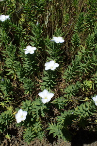 Linum monogynum