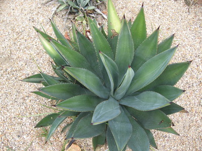 Agave murpheyi