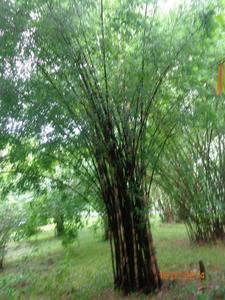 Burmese bamboo