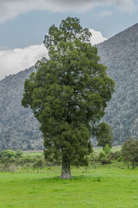 Libocedrus bidwillii