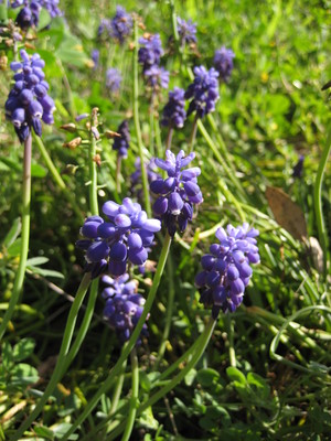 Muscari botryoides