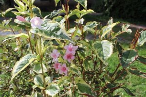 Oldfashioned weigela