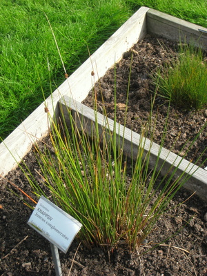 Juncus conglomeratus