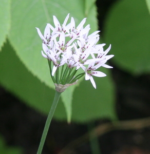 Chinese Chives