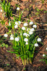 Spring Snowflake