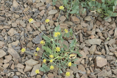 Lomatium nudicaule